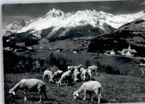 7133 Obersaxen Affeier - Schafe, Egga
