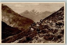 Kuhherde auf der Alm