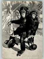 Zürich Zoologischer Garten Schimpansen Toni und Susi auf Dreirad Zoo