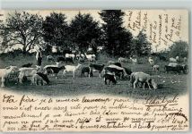 1823 Glion 1904 - Hirte mit Schafen und Ziegen Ort lt. Stempel