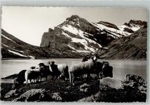 Gemmipass Wallis Foto AK Schafherde am Daubensee