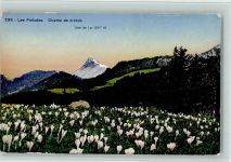 1618 Châtel-St-Denis - Les Pleïades Champ de crocus Dent de Lys