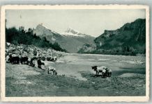 7310 Bad Ragaz Foto AK Schafherde am Rhein