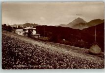 Les Pléiades - Champ de Narcisses Moleson