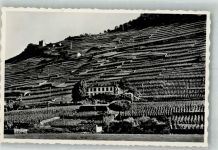1070 Treytorrens Lavaux Foto AK Weinterrassen