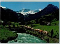 Wildstrubel - Alpabfahrt Kühe