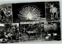 6410 Goldau - Tierpark Rotwild Schwäne