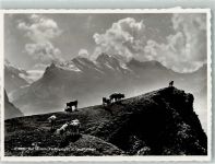 3825 Mürren Foto AK Tschingelgrat Gspaltenhorn Kühe