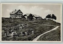 8636 Wald ZH - Gast- und Kurhaus Alp Scheidegg Kühe
