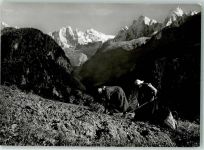 7610 Soglio - Kartoffelernte