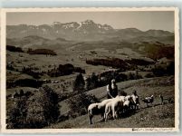 9042 Speicher - Schafe