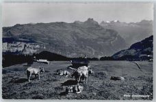 6433 Stoos SZ - Kuh, Alpsömmerung