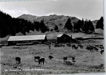 8890 Flums - Prodalp , Kuhweide