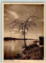 6300 Zug Zugo Foto AK Foto Gaberell Frühling am See