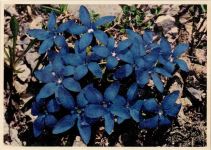 sign Schellenberg - Frühlingsenziane - Alpenblumen , sehr gute Erhaltung AK Pro Infirmis Schweiz 1944 Künstlerkarte