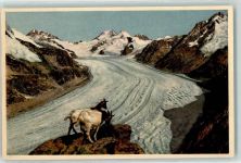 Eggishorn - Jungfrau Mönch Trugberg Eigerkamm Ziegen