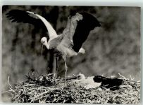 6204 Sempach - Storchennest Fütterung Vogelwarte