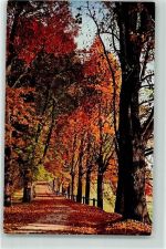 3000 Bern Berne - Elfenauallee im Herbst