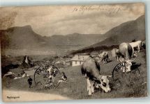 1338 Ballaigues 1911 - Kühe