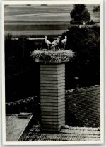 8213 Neunkirch - Kamin Storchennest Jungstörche