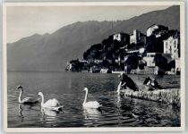 6612 Ascona Moscia - See Schwäne