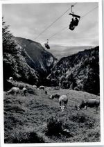 4515 Weissenstein b. Solothurn - Bergbahn, Kuh, Blick auf das Seeland