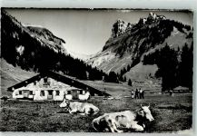 3658 Merligen - Kühe Justistal