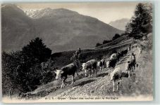 1882 Gryon - Kuhherde