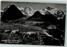 Männlichen - Tschuggen Kuhherde