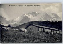 Wengernalp 1911 - Kühe Mettlenalp
