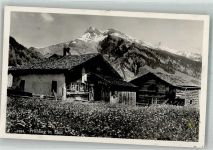 8767 Elm Foto AK Frühling