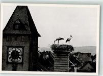 8213 Neunkirch - Storchennest