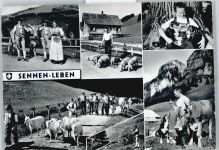 9050 Appenzell Hirschberg - Trachten, Kuh