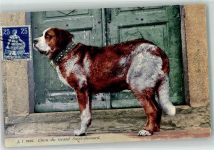 Hospiz Großer Sankt Bernhard Pass - Bernhardinerhund