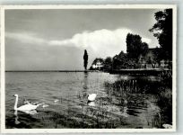 8592 Uttwil 1963 Foto AK Uferpartie Schwäne