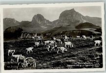 Gantrisch 1938 Sonderstempel Gantrischgebiet Kühe