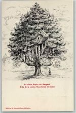 2610 Mont-Soleil - Le vieux Sapin du Sergent