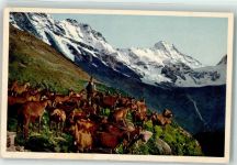 Grosshorn Mürren - Ziegen Hirt Alp Stufenstein Lauterbrunnental