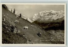 Griesalp - Alpweide Kühe Gorneren Blümlisalp