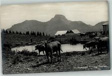 9058 Brülisau - Alpsiegel Kuhherde Hoher Kasten