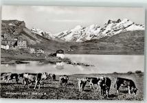 6068 Melchsee-Frutt - Kuhherde