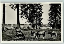 2362 Montfaucon - Paturage de la Courtine