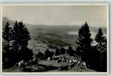 3703 Aeschi b. Spiez - Alpaufzug auf Aeschi Allmend