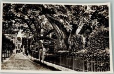 6375 Beckenried Foto AK Alter Nußbaum