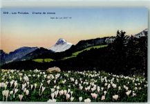 Les Pleiades - Dent de Lys Crocusfeld