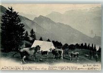 6356 Rigi Kaltbad 1904 Foto AK Foto Hürsch Kühe Sennhütte