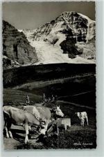 3823 Kleine Scheidegg - Kühe an der Tränke Feldpost Stab 11