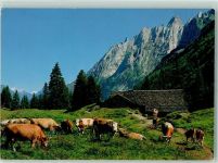Grosse Scheidegg - Schwandboden am Weg Grosse Scheidegg Schwarzwaldalp Engelhörner