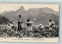 1820 Montreux - Narzissenblüte