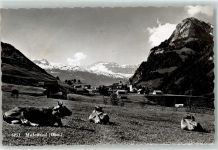 6067 Melchtal - Kühe